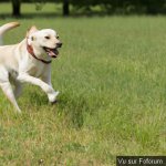 Des animaux à la folie !