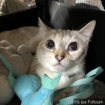 Photos de vos animaux domestiques