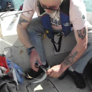 BREIZH PÊCHE Un plein de maquereaux