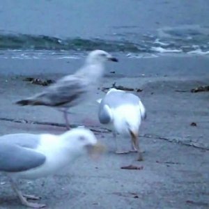 Nettoyage du poisson, les mouettes se régalent dont une qui...