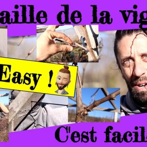 La taille de la vigne... c'est facile !