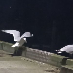 Pêche : Les Goélands pour tenir compagnie Capitaine Jack Breizh-Pêche Douarnenez