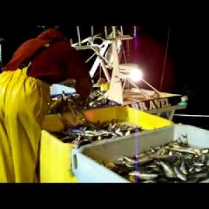 Port de Douarnenez Le BARR AVEL Débarquement de Sardines Capitaine Jack