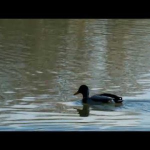 Road Trip Dijon Lac Kir ( 3 / 10 ) Capitaine Jack