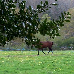 Cheval près du bivouac à Huelgoat - Capitaine Jack