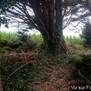 08 Arbres et branches sont à terre