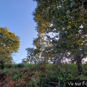 Deux autres qui vont tomber, pour les besoins du verger - Capitaine Jack