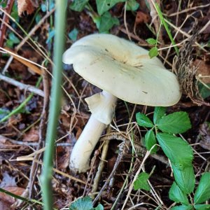 Joli champignon, mais pas comestible il semblerait - Capitaine Jack