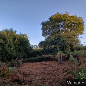 Verger qui pourra accueillir une dizaine de fruitiers - Capitaine Jack