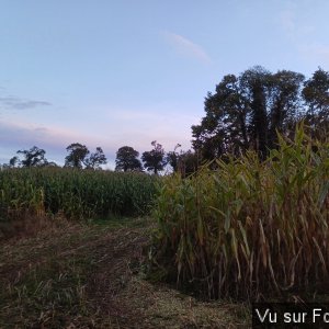 Du bon maïs pour les vaches - Capitaine Jack