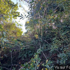 Des arbres à mettre au sol pour les débiter