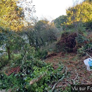 On a commencé à élaguer les arbres du bas