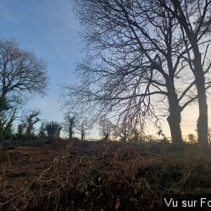 On replantera pas loin de 10 arbres fruitiers - Capitaine Jack