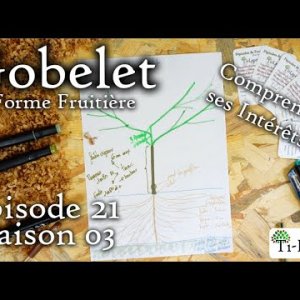 Taille en Gobelet Fruitier - Partie 1 - Comprendre ses Intérêts et Besoins !