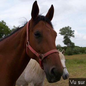 Road-Trip pour Capitaine Jack dans le Finistère Nord (65)