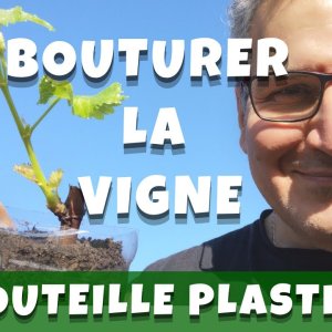 Bouturer la vigne en bouteille plastique - Capitaine Jack