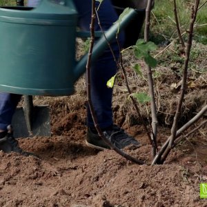 Comment et où planter un figuier dans le jardin ? - Capitaine Jack