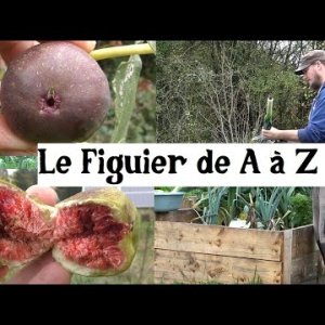 Le Figuier de A à Z (presque) - Capitaine Jack