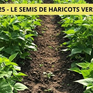 - 🌿 Semis de haricots verts nains : toutes les clés pour une récolte réussie ! 🌿 - Capitaine Jack