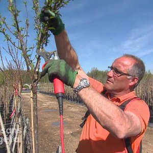Comment bien tailler votre jeune arbre fruitier (pêcher, prunier, pommier) ? 🌳🍑🍏 - Capitaine Jack