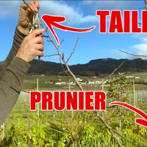 Conseils Professionnels pour Tailler ton Prunier (étape par étape) - Capitaine Jack