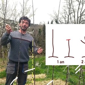 Faut-il tailler un fruitier à la plantation ? - Capitaine Jack