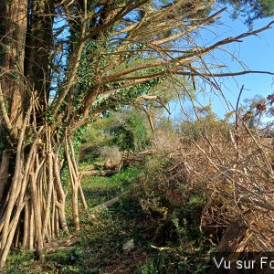 Haie sèche réalisée par Capitaine-Jack 1