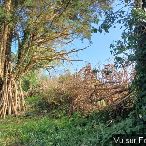 Haie sèche réalisée par Capitaine-Jack 2
