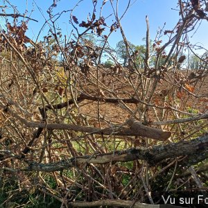 Haie sèche réalisée par Capitaine-Jack 3