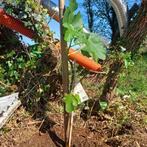 Premier figuier planté par Capitaine-Jack 1