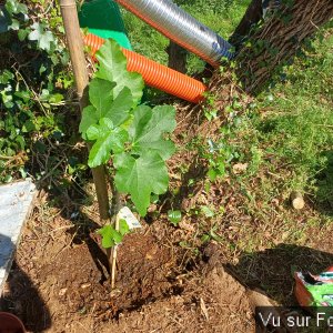 Premier figuier planté par Capitaine-Jack 2