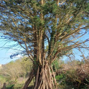 Stock de branches - Capitaine-Jack