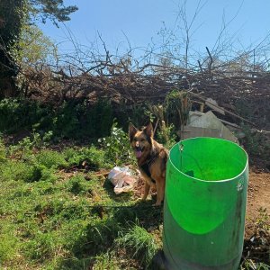 Louna chienne de Capitaine-Jack monte la garde