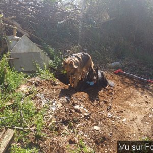 Louna et Pepsy avec Capitaine-Jack 3