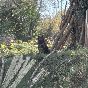 Pepsy Capitaine-Jack 1