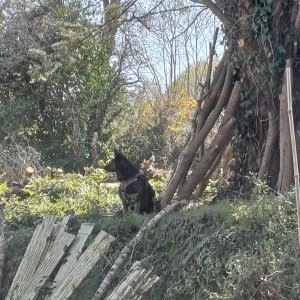 Pepsy Capitaine-Jack 2