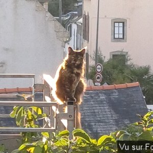 La chatte de la voisine du capitaine-jack