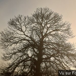 châtaignier terrain du bas - capitaine jack