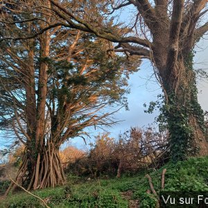 haie sèche sapin chêne-capitaine jack.jpg