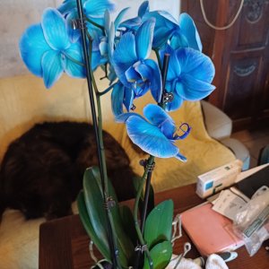 jardin breton capitaine jack (11).jpg