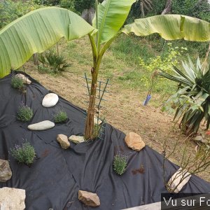 jardin breton capitaine jack (22).jpg