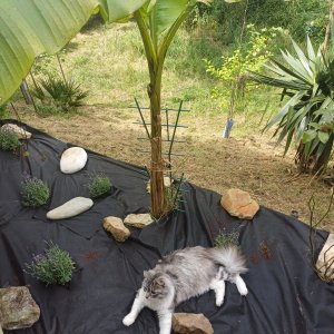 jardin breton capitaine jack (23).jpg