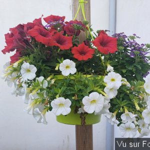 jardin breton capitaine jack (26).jpg