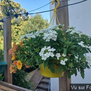 jardin breton capitaine jack (27).jpg