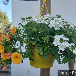 jardin breton capitaine jack (28).jpg