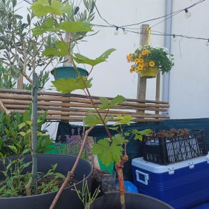 jardin breton capitaine jack (29).jpg