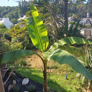 jardin breton capitaine jack (30).jpg