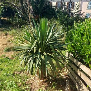 jardin breton capitaine jack (31).jpg