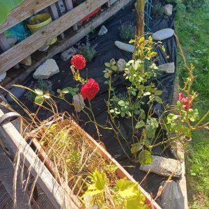 jardin breton capitaine jack (32).jpg