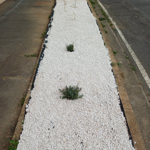 jardin breton capitaine jack (37).jpg